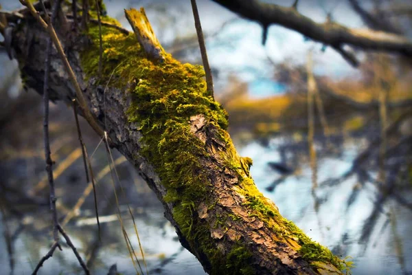 Gammalt Träd Med Bark Täckt Med Grön Mossa Skogen Vid — Stockfoto