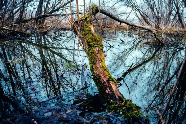 河边森林里长满了绿色苔藓的树皮 — 图库照片