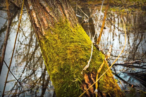 Alter Baum Mit Rinde Bedeckt Mit Grünem Moos Wald Fluss — Stockfoto