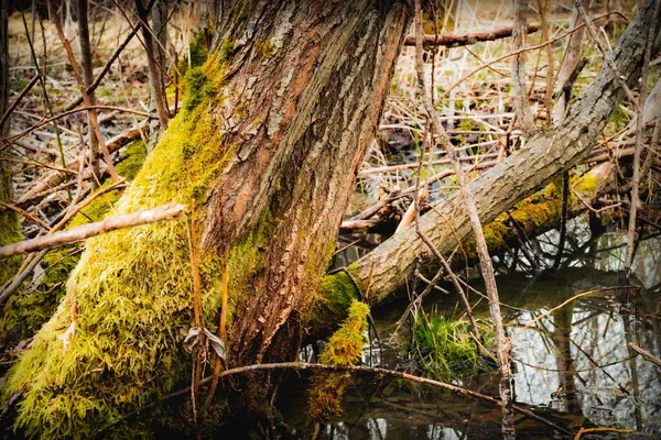 Viejo Árbol Con Corteza Cubierta Musgo Verde Bosque Junto Río —  Fotos de Stock