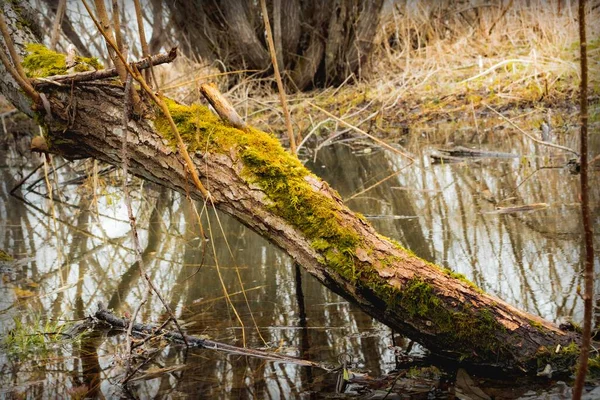 Viejo Árbol Con Corteza Cubierta Musgo Verde Bosque Junto Río —  Fotos de Stock