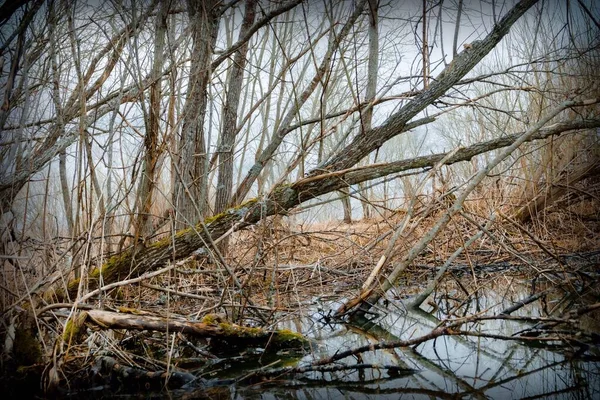 Paisagem Florestal Mística Com Troncos Árvores Mortas Nevoeiro — Fotografia de Stock