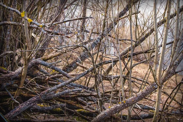 Paisaje Místico Del Bosque Con Troncos Árboles Muertos Una Ladera —  Fotos de Stock