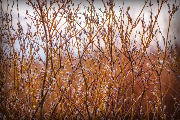 Spring Landscape Willow Branches — Stock Photo, Image