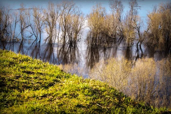 Gyönyörű Tavaszi Táj Vizes Fákkal Zöld Fűvel — Stock Fotó