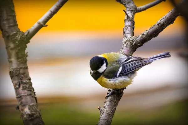 Beautiful Little Bird Yellow Plumage Sits Tree Branch — Stock Photo, Image