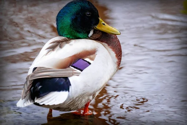 A beautiful mallard drake in a mating dress sits on the background of the river.