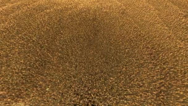 Πεδίο σιτάρι είναι έτοιμο για συγκομιδή — Αρχείο Βίντεο