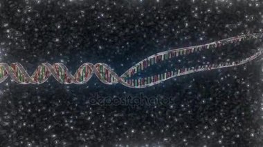 Animasyon, Dna ikileşmesi ve rekombinasyon