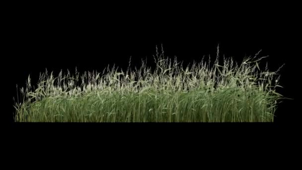 Растения Ветру Изолированные Черном — стоковое видео