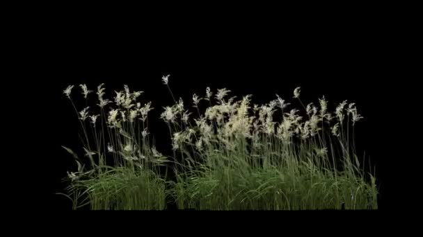 Растения Ветру Изолированные Черном — стоковое видео