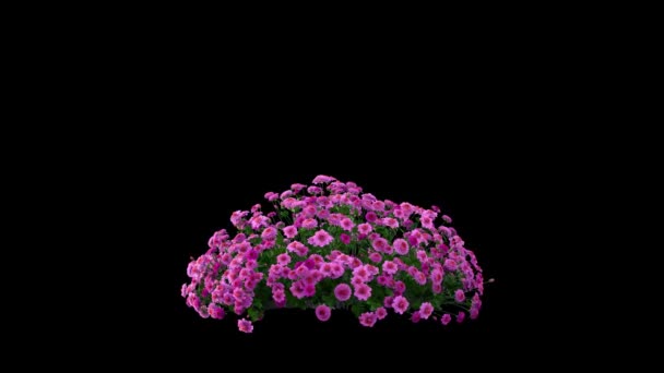黒い背景の上の色の花ブッシュ運動 — ストック動画