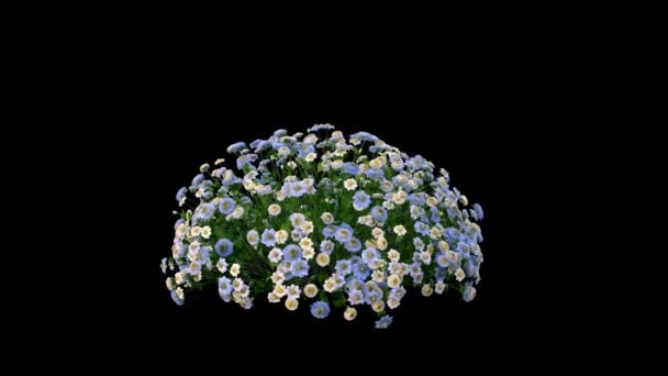 黑色背景的彩花灌木运动 — 图库视频影像