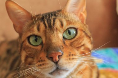 Bengal kedi yakın çekim