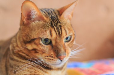 Bengal kedi yakın çekim