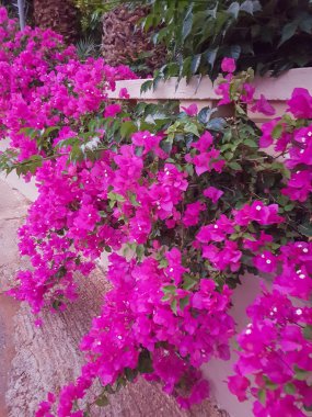 Parlak yaz çiçek. Doğanın güzelliği.