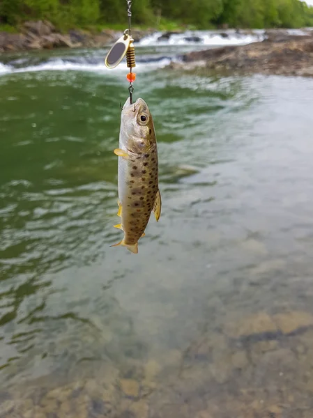Trout on a hook — Stock Photo, Image