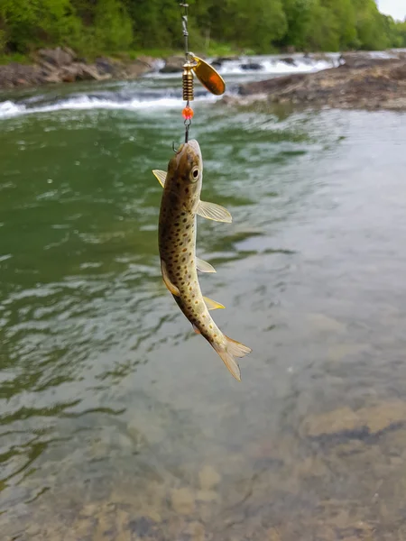 Trout on a hook — Stock Photo, Image