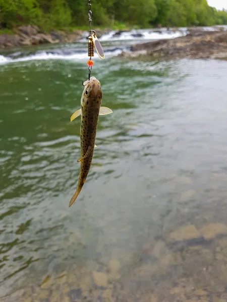 Trout on a hook — Stock Photo, Image