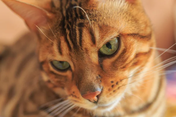 Bengala gato de cerca — Foto de Stock