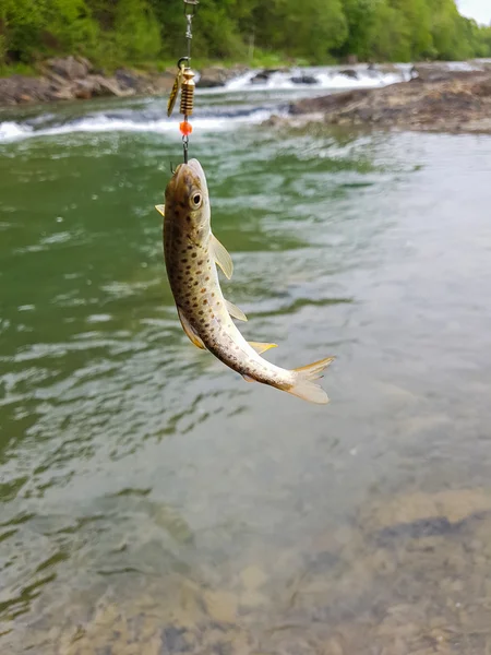 Trout on a hook — Stock Photo, Image