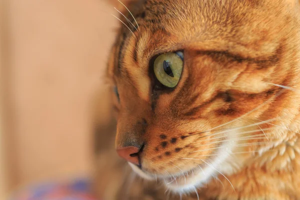 Bengal cat close up — Stock Photo, Image