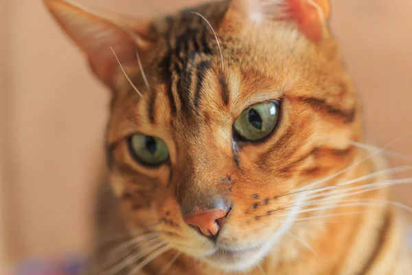 Bengala gato de cerca — Foto de Stock