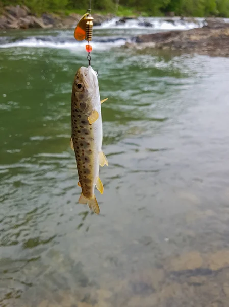 Trout on a hook — Stock Photo, Image