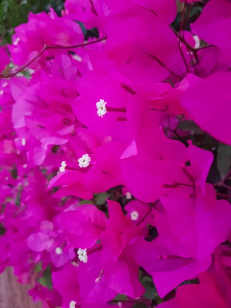 Strahlende Sommerblumen. Schönheit der Natur. — Stockfoto
