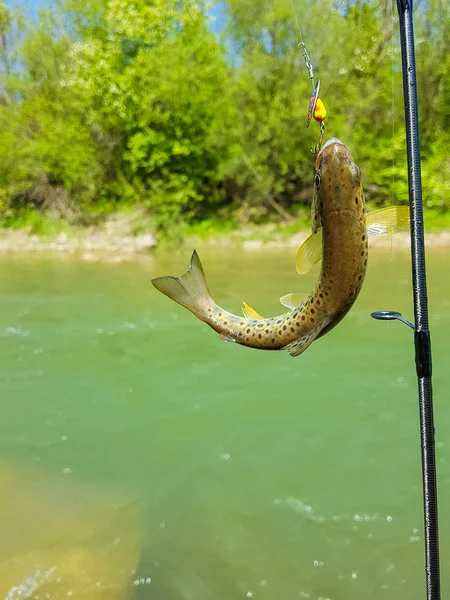 Trout on a hook — Stock Photo, Image