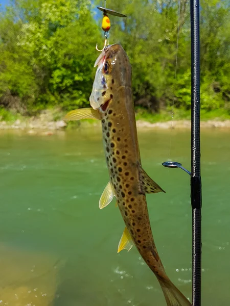 Trout on a hook — Stock Photo, Image