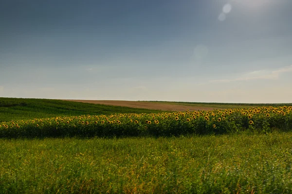 Beau paysage, champs et prairies — Photo