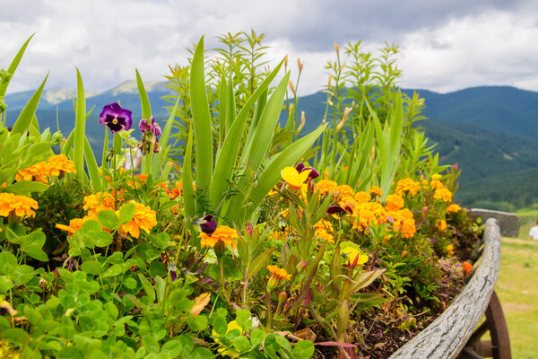 Озеленение с цветами
