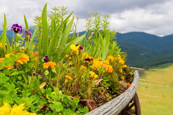 Belo paisagismo com flores — Fotografia de Stock