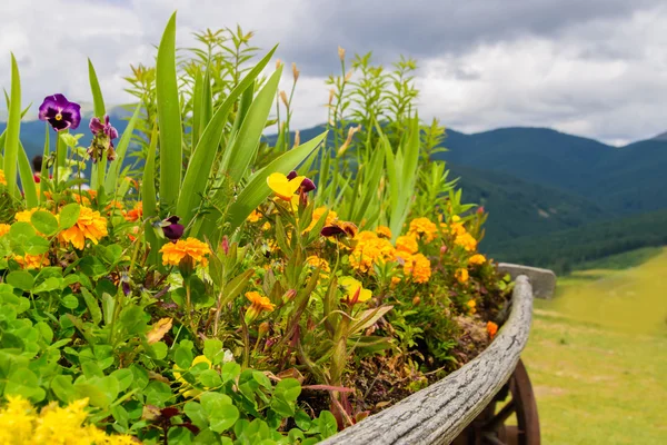 Belo paisagismo com flores — Fotografia de Stock