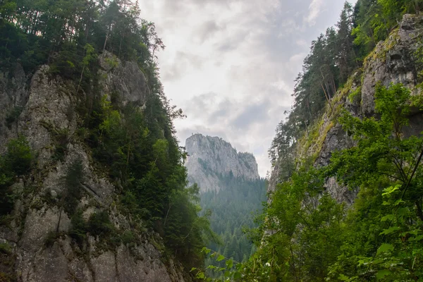 Río del bosque montañoso. Belleza de la naturaleza . — Foto de Stock