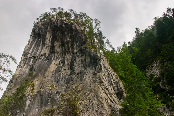 Río del bosque montañoso. Belleza de la naturaleza . — Foto de Stock