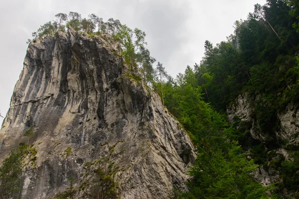 Río del bosque montañoso. Belleza de la naturaleza . — Foto de Stock