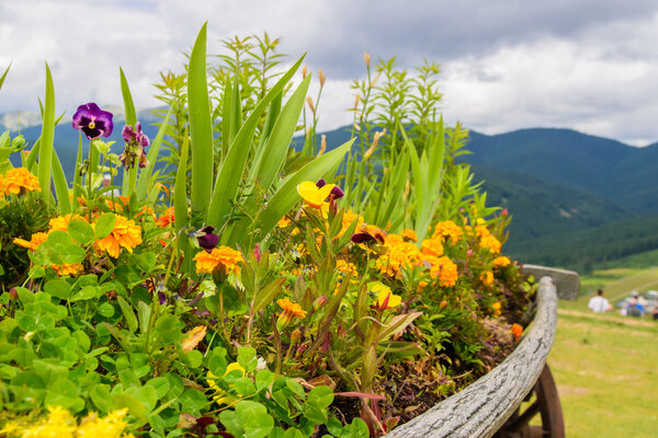 Озеленение с цветами

