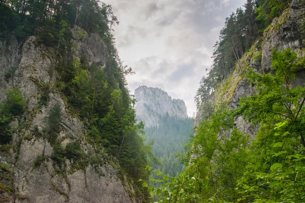 Río del bosque montañoso. Belleza de la naturaleza . — Foto de Stock