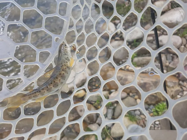 Trout fishing. Small trout in nets. — Stock Photo, Image