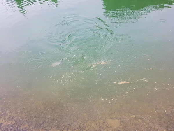 釣り、湖の湖の釣り — ストック写真