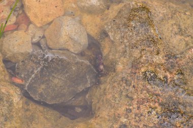 Muhteşem sahne dağ Nehri üzerinde. Yaz tatil ve bayram