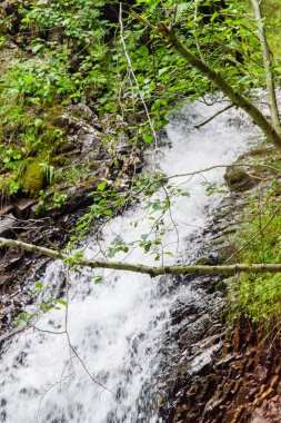 Güzel ve yeşil orman düşüyor, doğanın güzelliği.