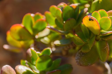 Yunan Adası Harabeleri antik evler