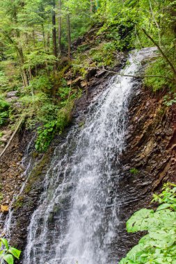 Güzel ve yeşil orman düşüyor, doğanın güzelliği.