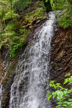 Güzel ve yeşil orman düşüyor, doğanın güzelliği.