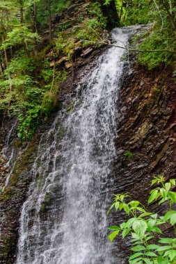 Güzel ve yeşil orman düşüyor, doğanın güzelliği.