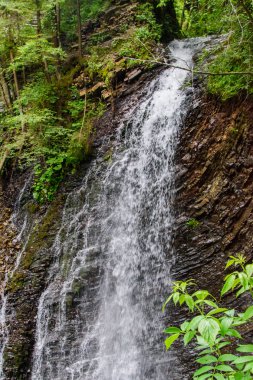 Güzel ve yeşil orman düşüyor, doğanın güzelliği.