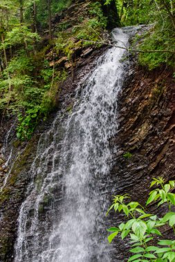 Güzel ve yeşil orman düşüyor, doğanın güzelliği.